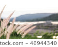 grass 46944340