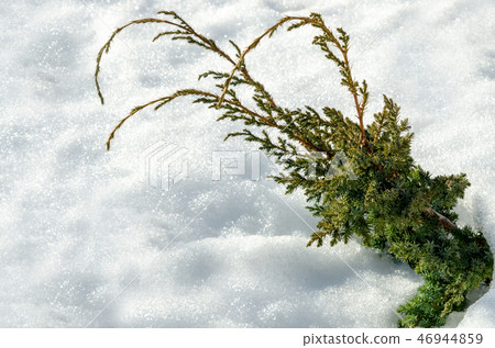 Juniper bush in deep snow. Frosty winter and sunny Juniper bush in deep snow. Frosty winter and sunny 46944859