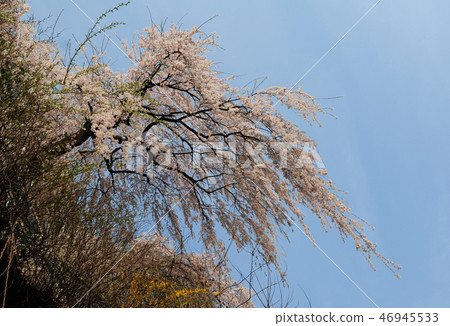 Cherry tree Cherry tree 46945533
