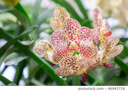 Orchid flower ingarden. Vanda Orchid. 46945726