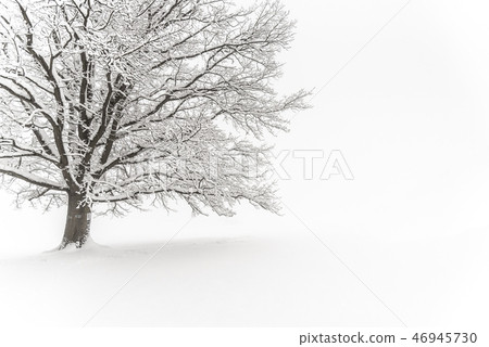 Winter tree. Big decidious tree in clear white snowy landscape. Misty and freezy day Winter tree. Big decidious tree in clear white snowy landscape. Misty and freezy day 46945730