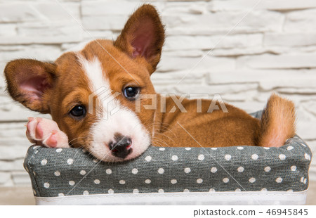 Funny Basenji puppy dog in the basket Funny Basenji puppy dog in the basket 46945845