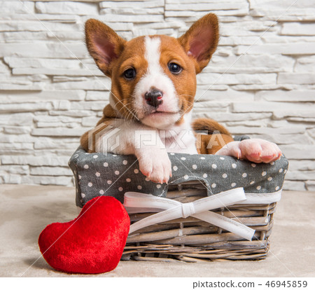 Funny Basenji puppy dog in the basket with red heart Funny Basenji puppy dog in the basket with red heart 46945859