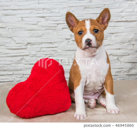 Funny Basenji puppy dog with red heart 46945860