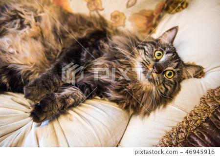 Norwegian forest fluffy cat is lying on the couch in a funny pose Norwegian forest fluffy cat is lying on the couch in a funny pose 46945916