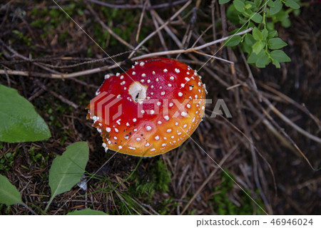 close up om mushroom Amanita muscaria close up om mushroom Amanita muscaria 46946024