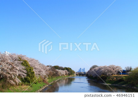 Cherry blossoms around Gojo River 46946151