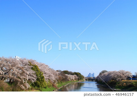 Cherry blossoms around Gojo River 46946157