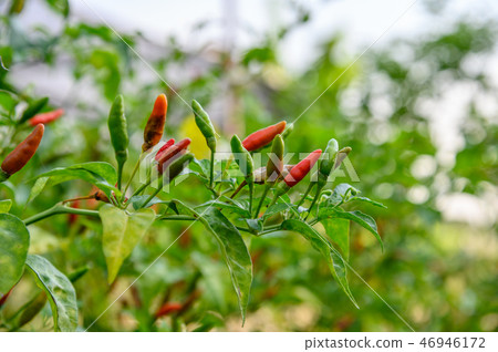 Colorful Thai Chili Pepper on tree Colorful Thai Chili Pepper on tree 46946172