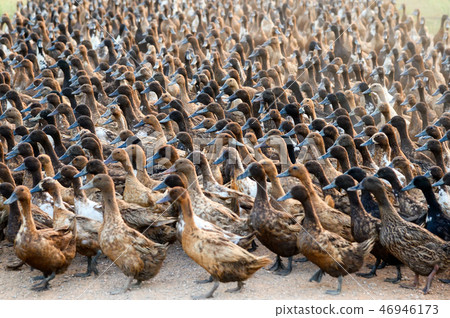 Flock of ducks walking on dirt road in plantation Flock of ducks walking on dirt road in plantation 46946173