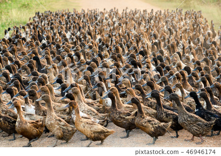 Flock of ducks walking on dirt road in plantation Flock of ducks walking on dirt road in plantation 46946174