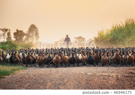 Flock of ducks with agriculturist herding on road 46946175