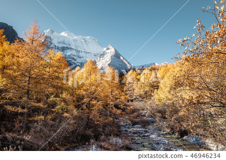 Holy Xiannairi mountain with autumn pine forest Holy Xiannairi mountain with autumn pine forest 46946234
