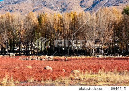 Ginkgo tree with red meadow on lake Ginkgo tree with red meadow on lake 46946245