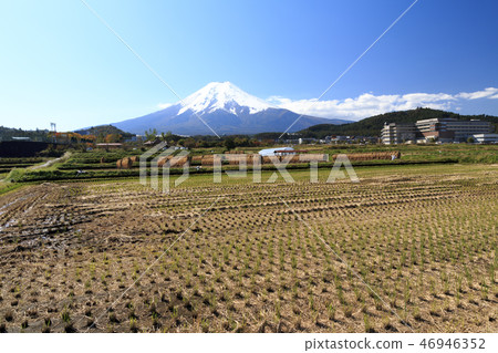 Paddy field Paddy field 46946352