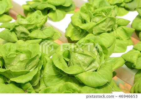 Lettuce vegetable growing in hydroponic farm 46946653