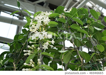 Madagascar jasmine white flower Madagascar jasmine white flower 46946665