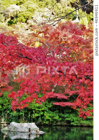 Autumn leaves scenery of Eikan-do in Kyoto. Autumn leaves scenery of Eikan-do in Kyoto. 46946911