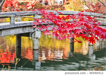 Autumn leaves scenery of Eikan-do in Kyoto. Autumn leaves scenery of Eikan-do in Kyoto. 46946912