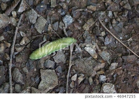 4th Ezo Ezo-yotsumo moth larva 46947255