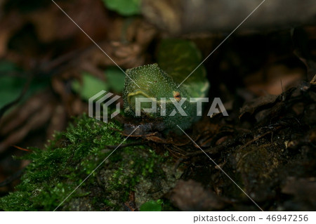 4th Ezo Ezo-yotsumo moth larva 46947256