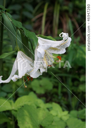 Yama Yuri The lily of the valley is oversized. Flower language is "sorry" 46947260