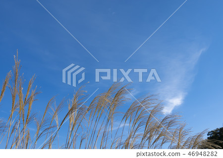 Miscanthus Miscanthus 46948282