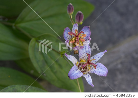 Taiwan Hototogisu Flower Taiwan Hototogisu Flower 46948359