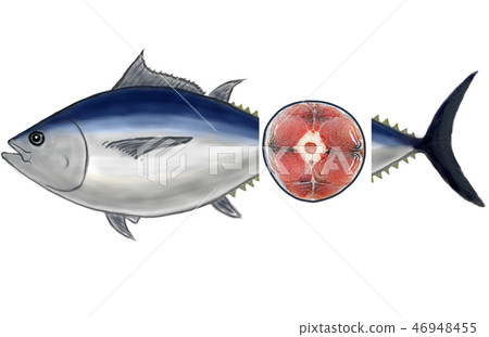How to distinguish the freshness of tuna: Cross section of the tail 46948455