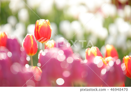 Red tulip Red tulip 46948470
