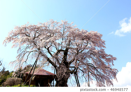 Sunny blue sky and immobile cherry blossoms in full bloom (2) 46948577