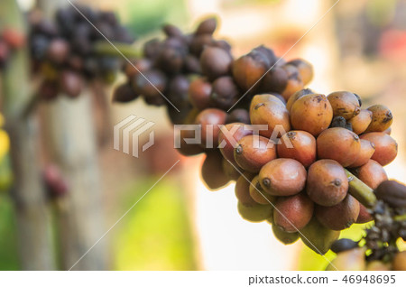 coffee tree farm organic 46948695