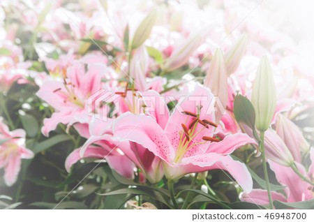 flowers lilly in the garden vintage style flowers flowers lilly in the garden vintage style flowers 46948700