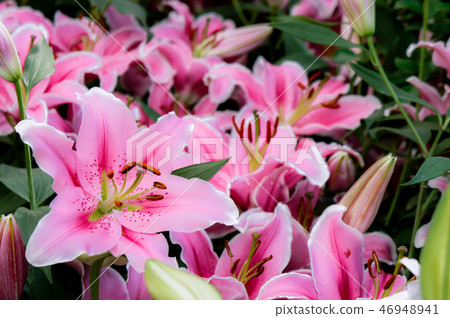 Lilly pink flowers in the garden romatic flowers  46948941