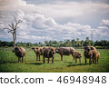 Buffalo is eating grass in the middle of the field 46948948