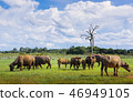 Buffalo is eating grass in the middle of the field , Animals in 46949105