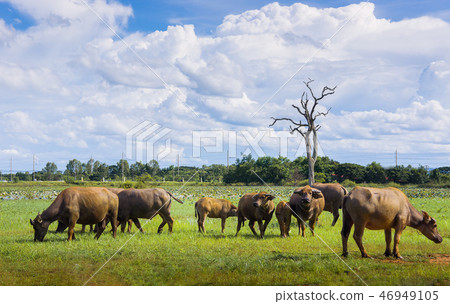 Buffalo is eating grass in the middle of the field , Animals in 46949105