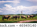 Buffalo is eating grass in the middle of the field 46949140