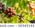 coffee tree farm organic 46949144