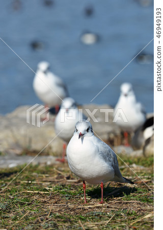 Ureshikome of Lake Biwa, Kusatsu Shino Beach 46949193