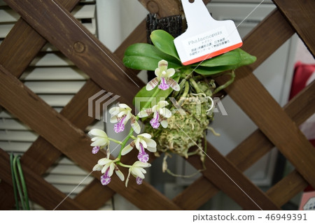 Potted plant of Phalaenopsis nagoran 46949391