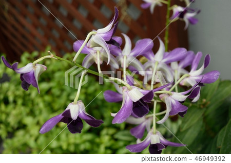 Dendrobium Blue Violet Purple Flower 46949392