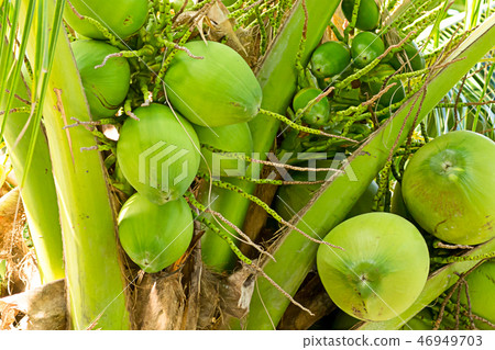 group of green coconuts 46949703