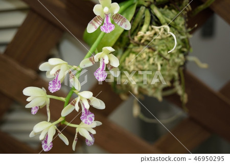 Potted plant of Phalaenopsis nagoran Potted plant of Phalaenopsis nagoran 46950295