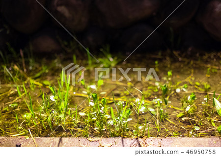小草旺盛的的生命力 46950758