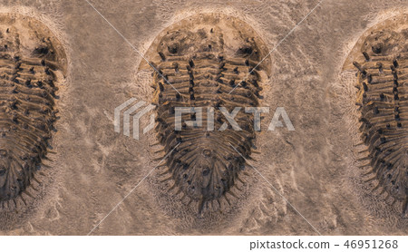 Fossil trilobites imprinted in the sediment pattern. 4 Billion Year old Trilobite Fossil trilobites imprinted in the sediment pattern. 4 Billion Year old Trilobite 46951268