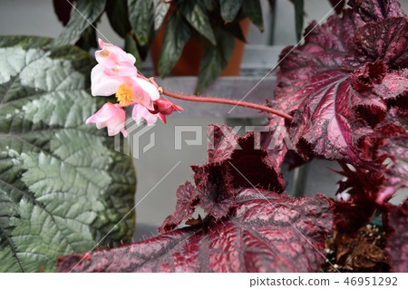 Rex Begonia Pink Flower Up - Stock Photo [46951292] - PIXTA