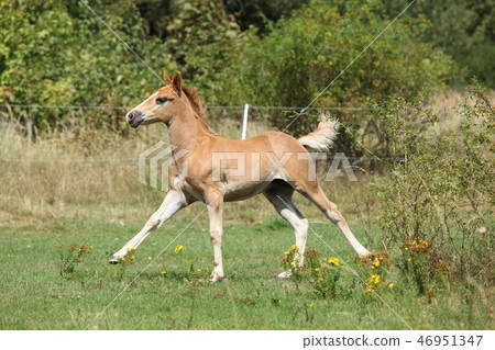 Running foal on pasturage 46951347