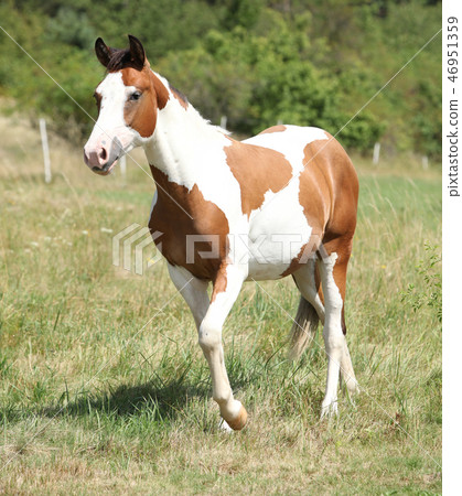 Beautiful horse running on pasturage 46951359