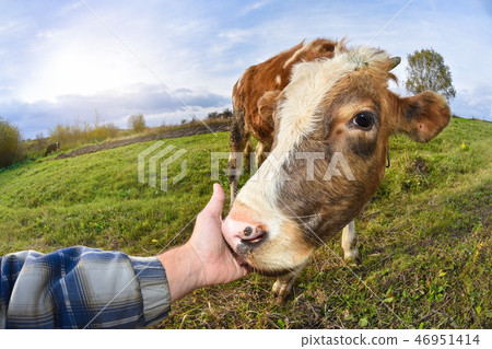 The young bull is smiling on the pasture, close up 46951414
